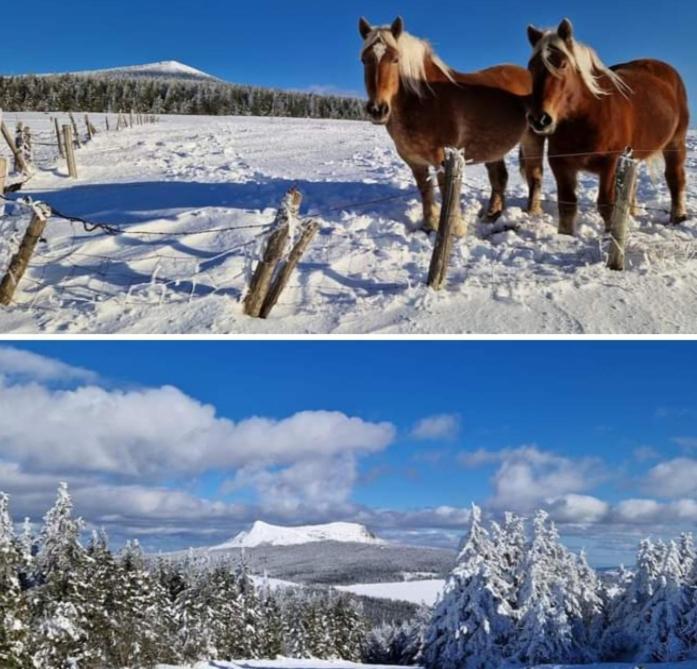 Chalet Grenouille Domaine De La Mamounette Champclause エクステリア 写真